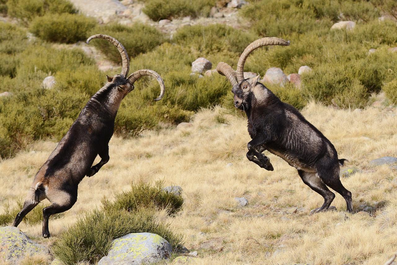 Hostal Almanzor Gredos Navarredonda de Gredos Dış mekan fotoğraf